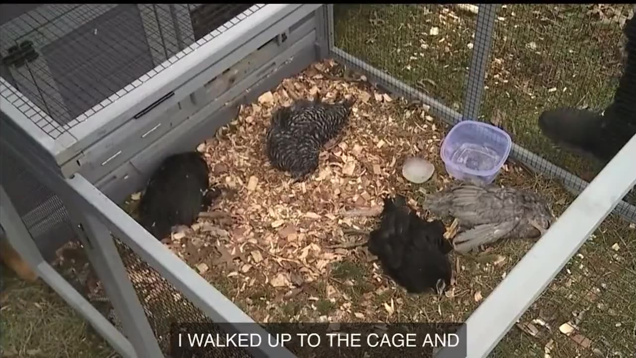 JUST IN: Woman finds all her chickens dead 10 miles from East Palestine, Ohio