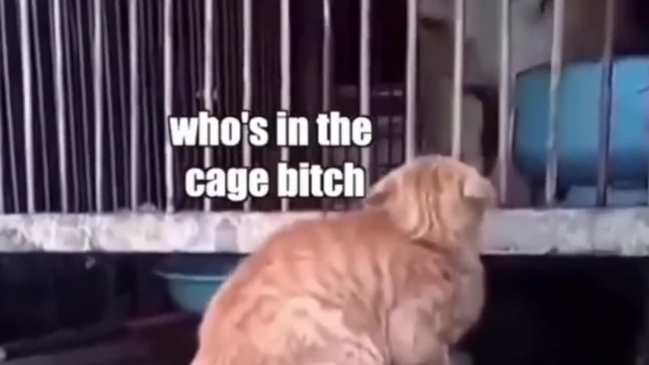 Funny animal... The power of cat !!!