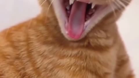 orang cat 😹😸