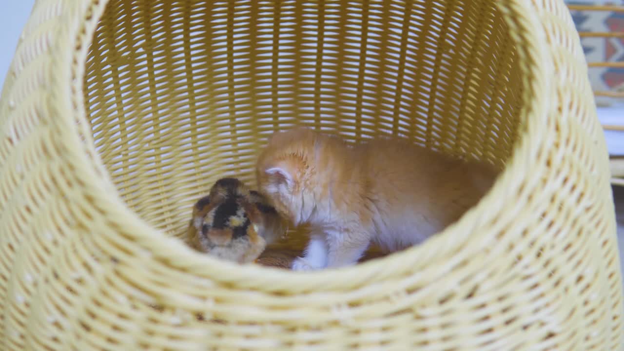 Kitten Pudding is Trying To Say "Stay Away From My Chicks" With a Cute Sleepy Face