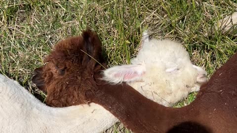 An Adorable Alpaca Snuggle Party