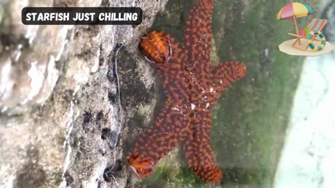 Starfish