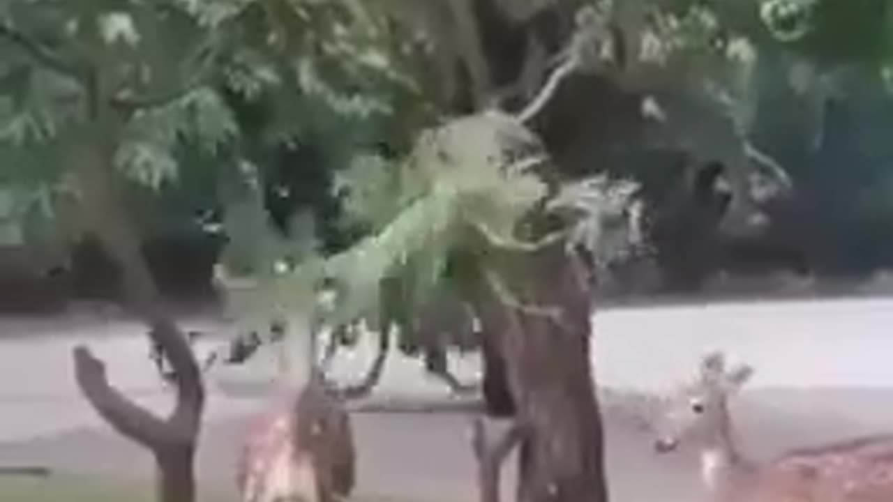 Monkey helping a deer eat leaves from a branch...