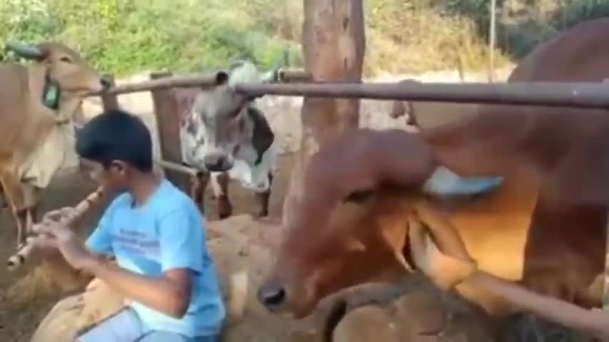 Cows response to flute music