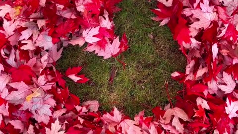 the stunning color of the Canadian maple leaf!
