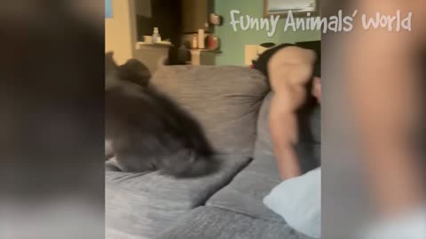 I Could Find On The Internet - The FUNNIEST ANIMALS