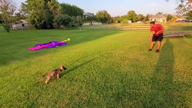 German Shepherd Puppy Training only 8.5 Weeks Old