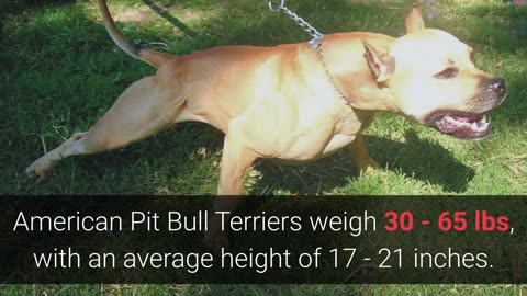 The Strongest Canines: A Ranking of the Top 10 Most Physically Robust Dog Breeds in the World