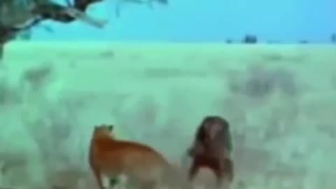 unbelievable baboon attacks leopard