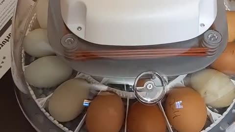 Egg incubator