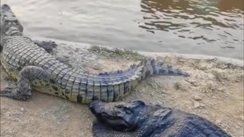 bro is playing with his life😁