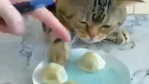 Cat video/funny animal video/cat/fun