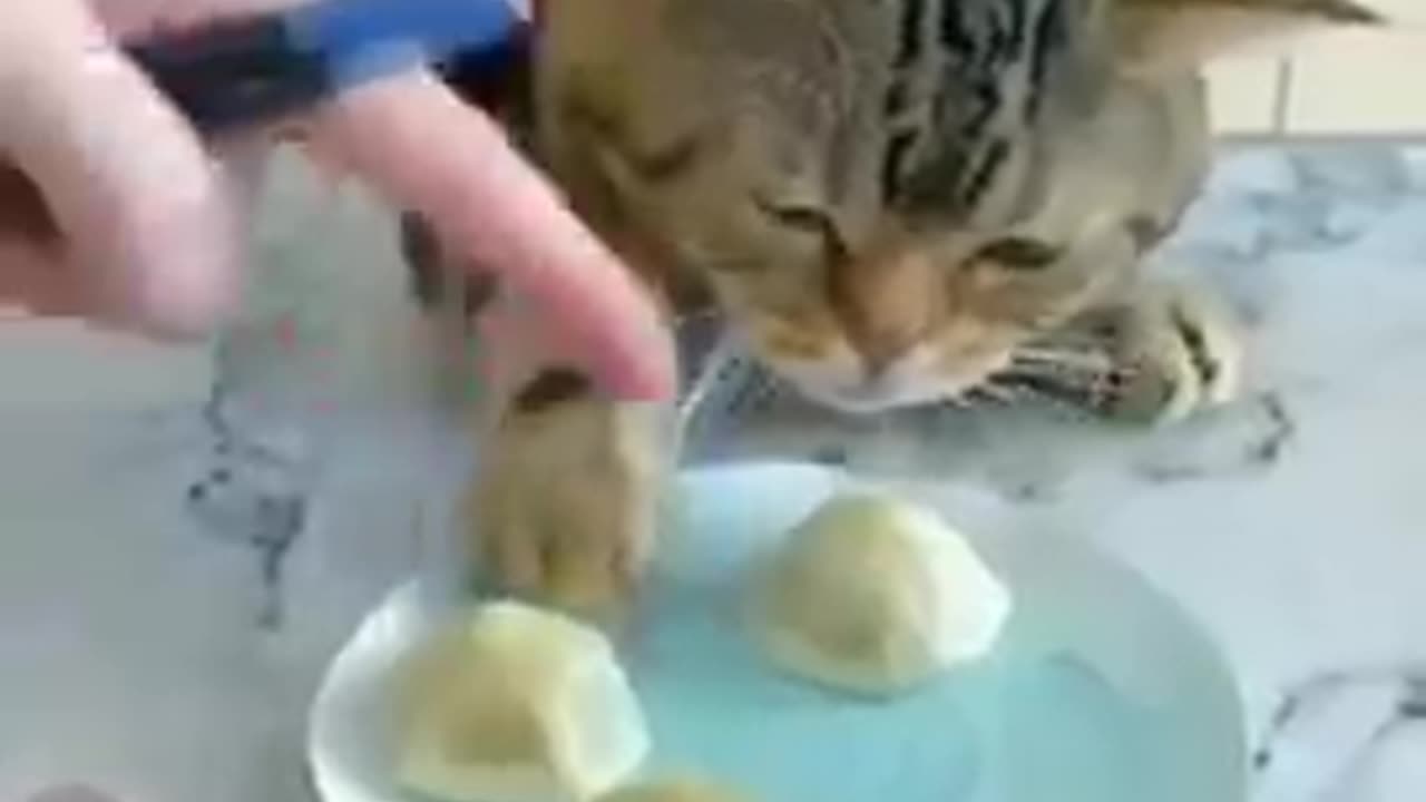 Cat video/funny animal video/cat/fun