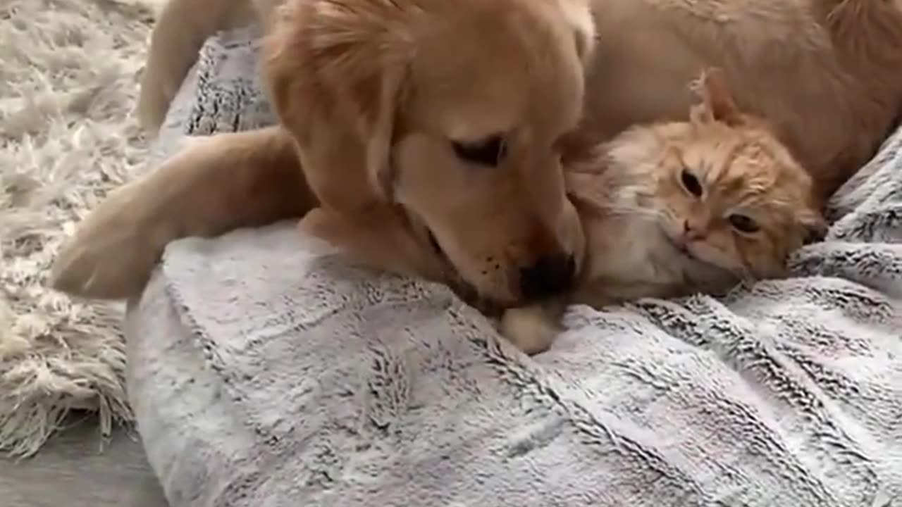 Best Funny Animals Video 2024 – Try Not To Laugh With Cats & Dogs! 😂🐕#24