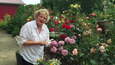 Love Song Floribunda Rose