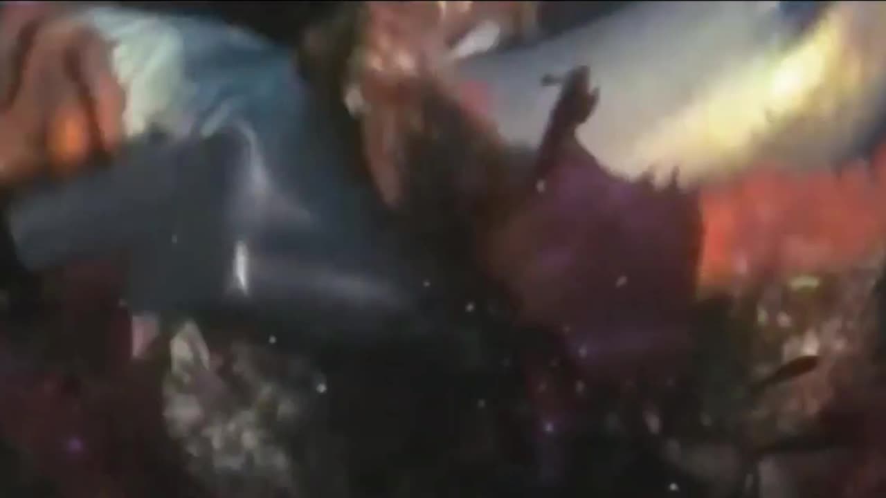when the giant octopus attacks the shark