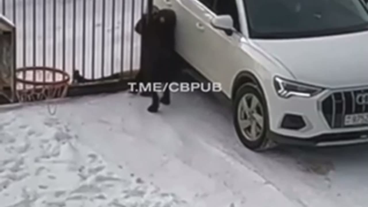 Women Want to Save the Car with her Body