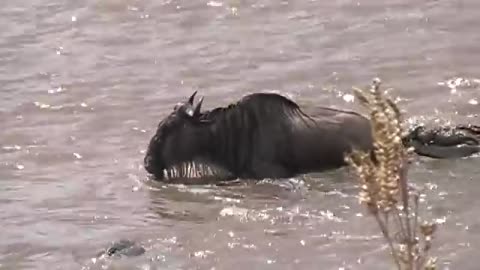 Migration in Masai Mara - You've gotta see this! 🇰🇪