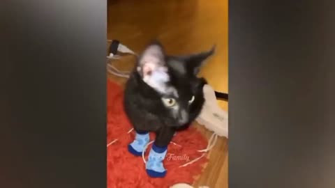 Funniest Animals _ Funny Dog And Cat _ Funny Animals Video Part 6
