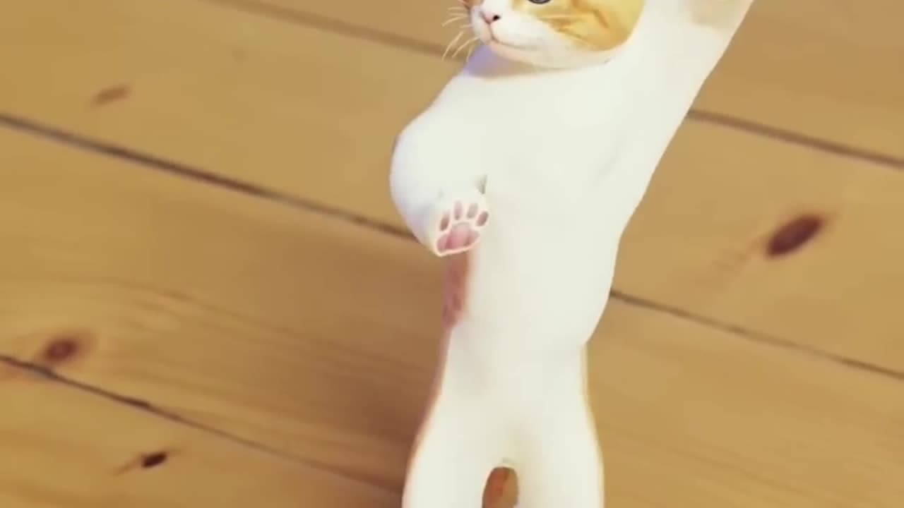 Funny cat dance video 😂❤️