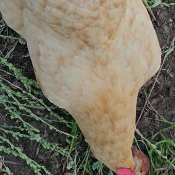 OMC! Chicken VS Pizza Crust! up close and zoomed in action! #chicken #pizza #crust #shorts #homemade