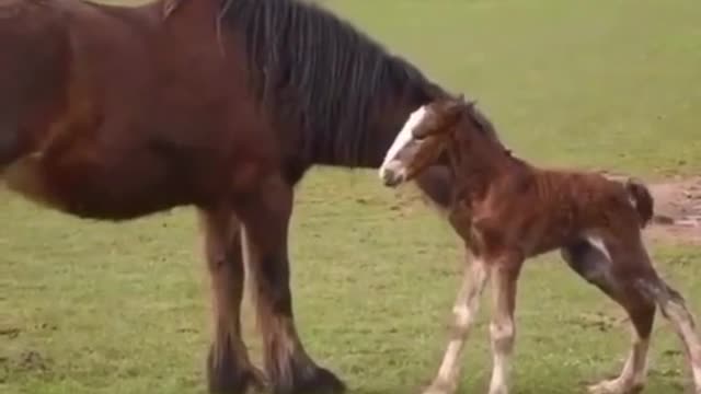 Adorable newborn foal takes first steps