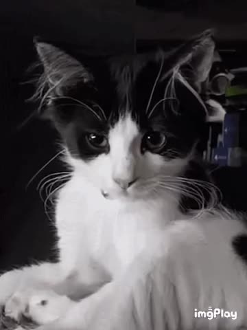 Cute Cat Gif