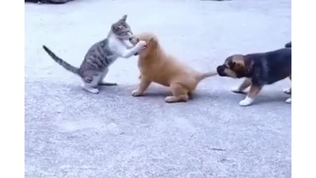 Dogs and cats funny vedio