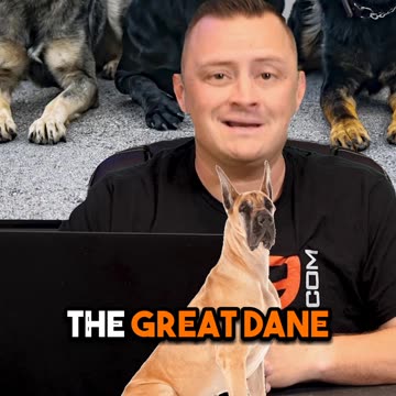 3 XL Dog Breeds We DON’T Recommend