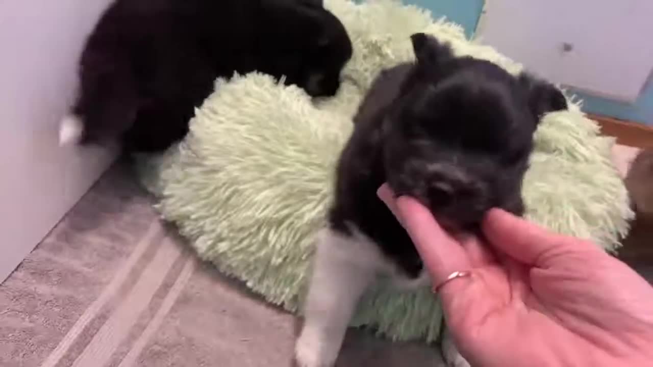 Best Bowtie Pomsky Love - Honey's 1st Generation Pups Being All Sassy