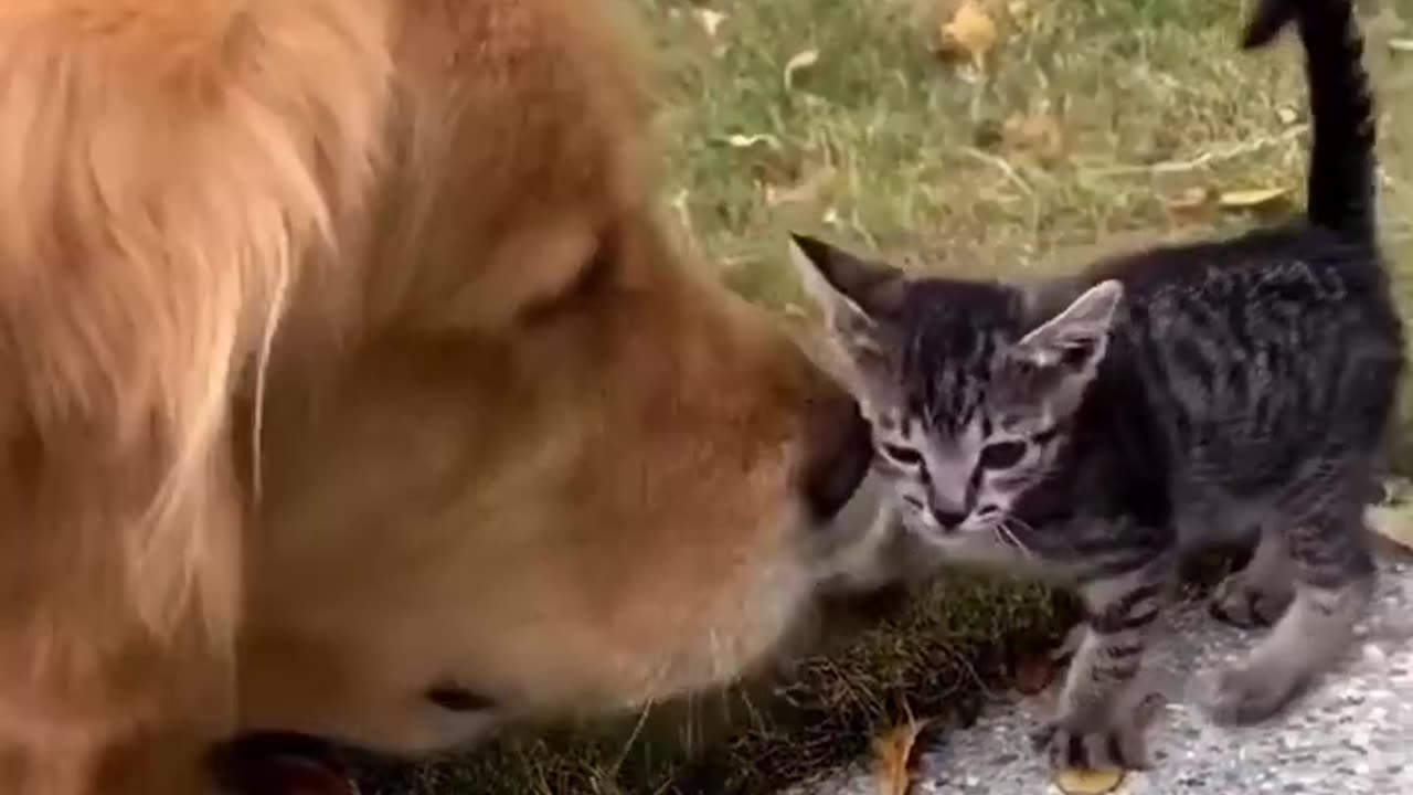 funny video #dog#cat