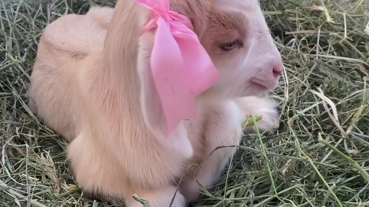 Cute goat