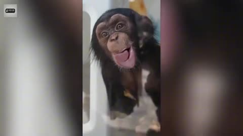 Best Funny Animal Videos 2024 Non-stop Laughter Guaranteed🤣