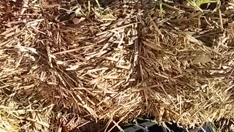 WHAT DOES THE CAT DO IN THE YARD?