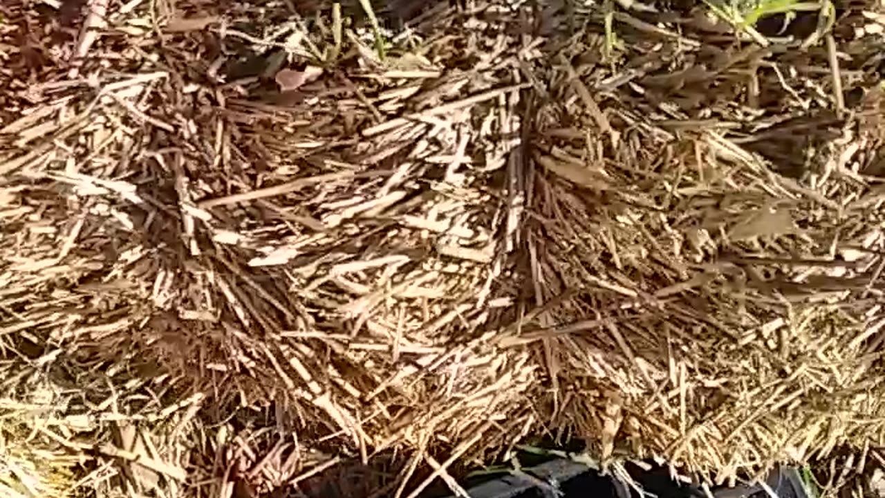 WHAT DOES THE CAT DO IN THE YARD?