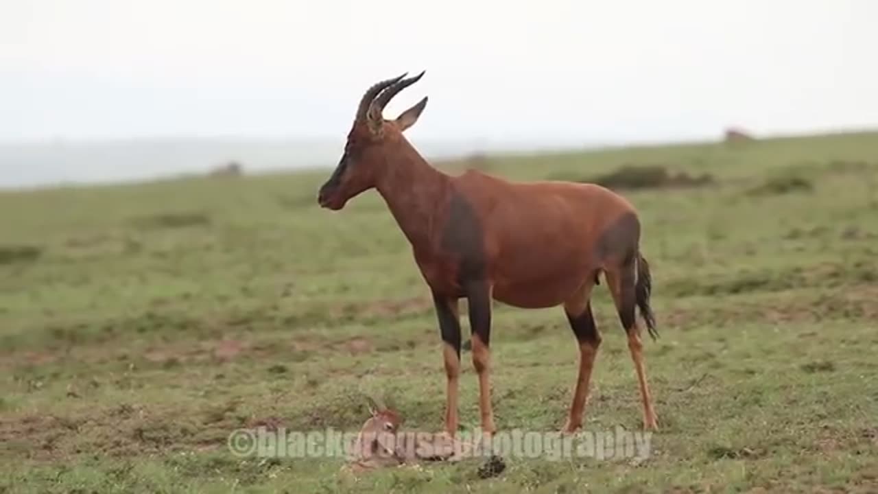 Amazing Mother Saves Newborn Baby From Hungry Jackals