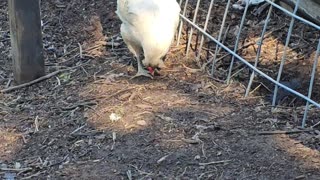 OMC! Whitey - The hen from heaven! - O la Gallina del Cielo! 🐔 #whitey #chicken #hen #heaven #shorts