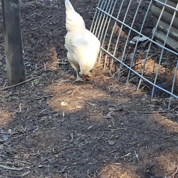OMC! Whitey - The hen from heaven! - O la Gallina del Cielo! 🐔 #whitey #chicken #hen #heaven #shorts
