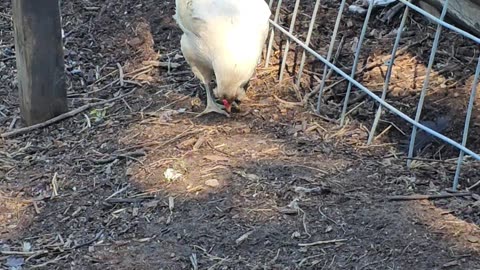 OMC! Whitey - The hen from heaven! - O la Gallina del Cielo! 🐔 #whitey #chicken #hen #heaven #shorts