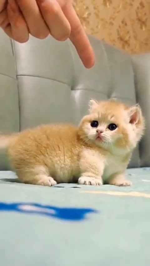 How cute funny cat 😺
