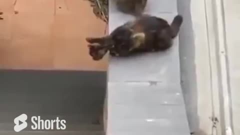 Pure Blessings, No Cat Should Be Left Behind #shorts #shortvideo#video #virals #videoviral