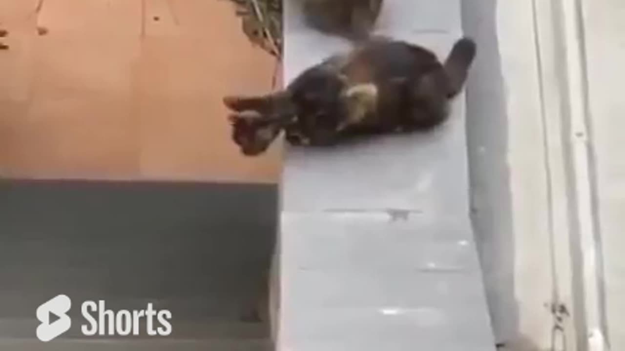 Pure Blessings, No Cat Should Be Left Behind #shorts #shortvideo#video #virals #videoviral