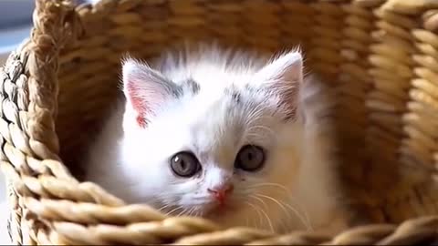 Kitten's diet# # cat pet cold