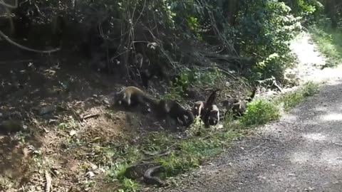 dozens of raccoons vs snake unbelievable battle