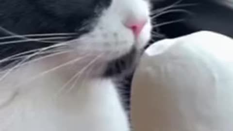 Cute Cat Gif