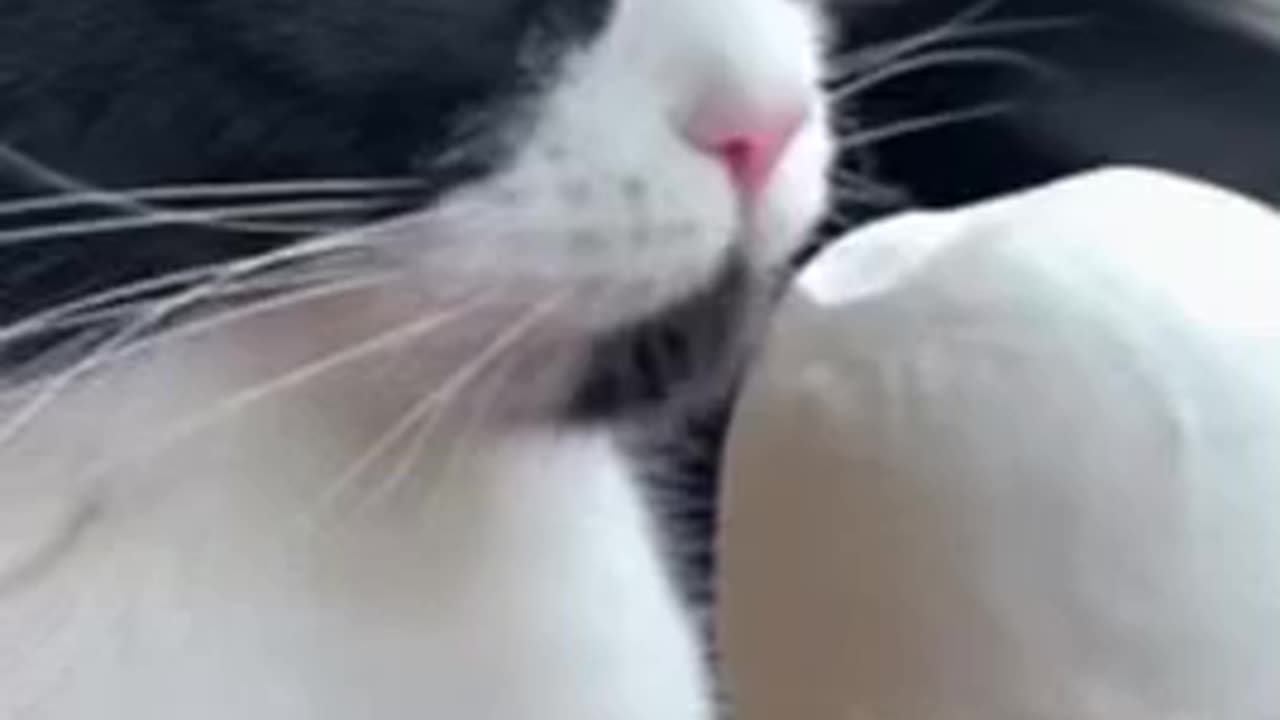 Cute Cat Gif