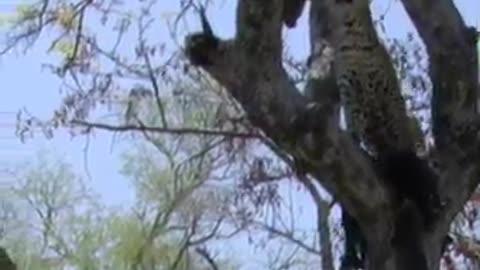 Crazy Animal Fight Scene
