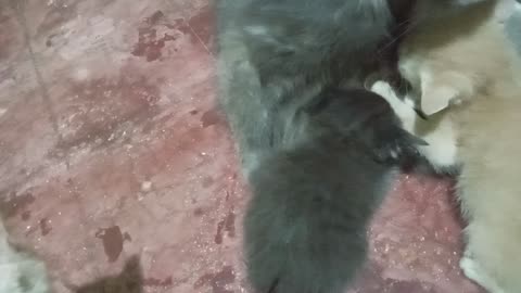 Gerbek kamar kucing pagi ini