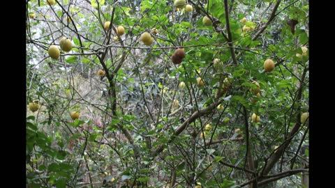 Cherry & Lemon Trees