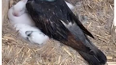 Pigeon Mommy and baby rabbits